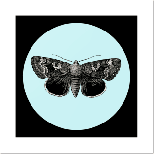 Halloween Moth, Omens, Portents, Signs, and Fortunes - Pale Blue and Black Variation Posters and Art